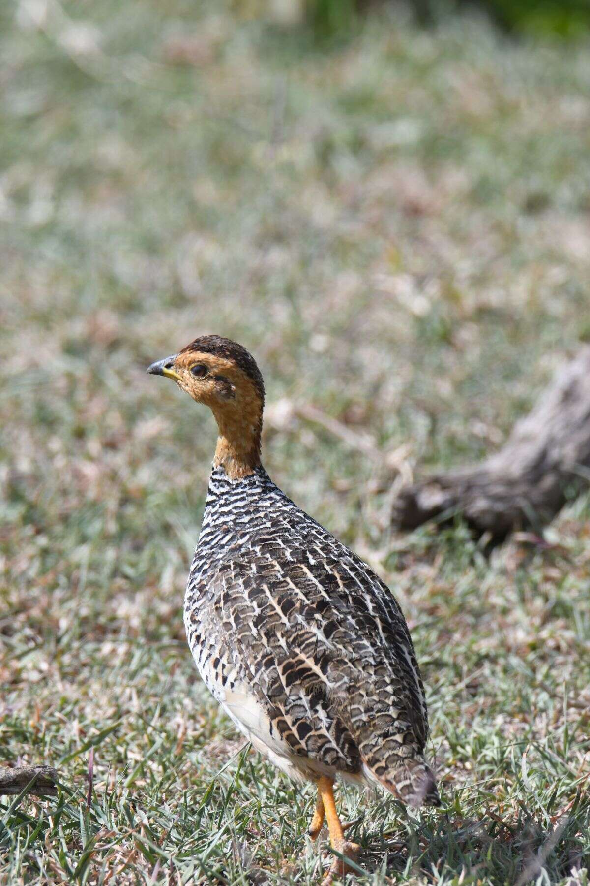 Image of Coqui Francolin