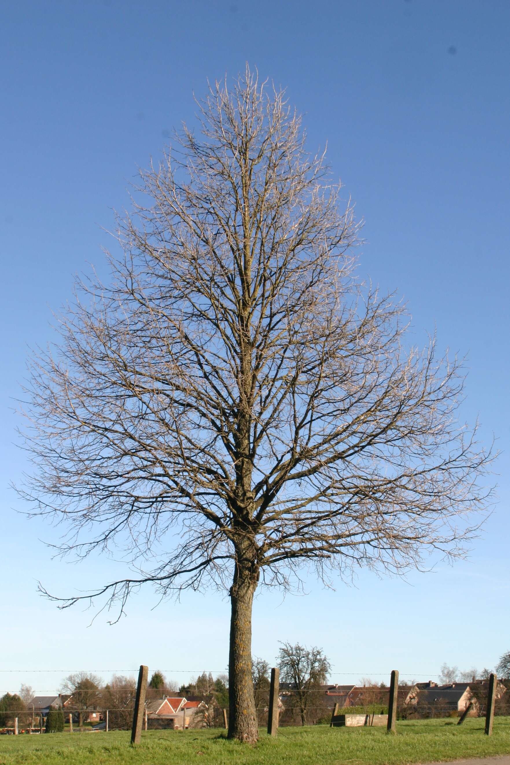 Image of Turkish Hazel