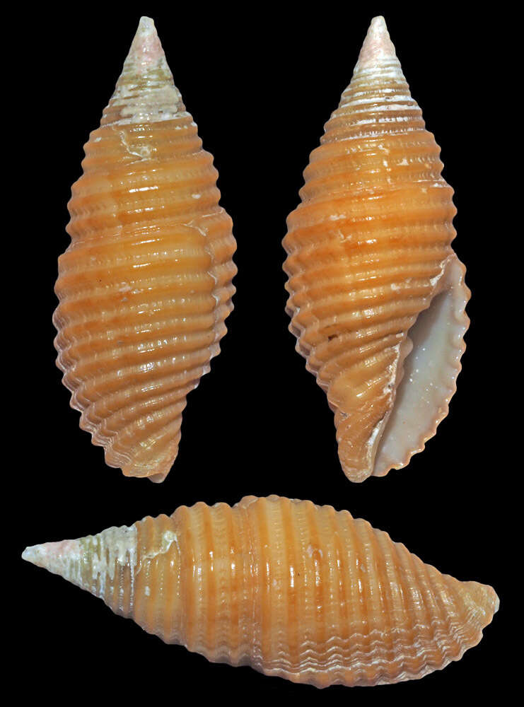 Image of Pseudonebularia doliolum (Küster 1839)