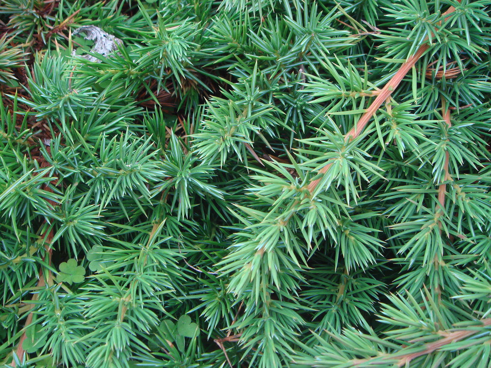 Juniperus rigida subsp. conferta (Parl.) Kitam. resmi