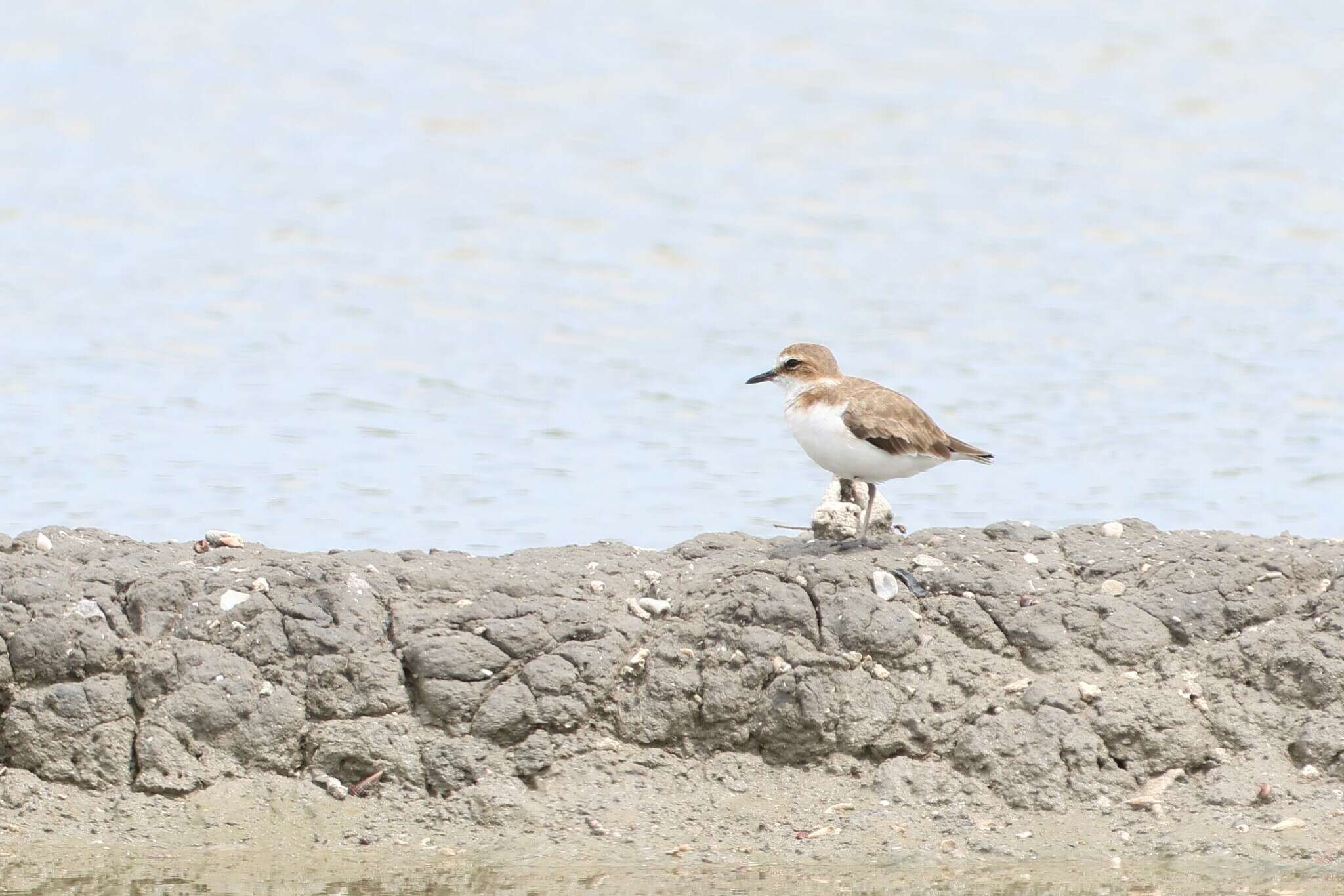 Слика од Charadrius javanicus Chasen 1938