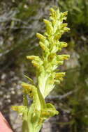 Disa cylindrica (Thunb.) Sw. resmi