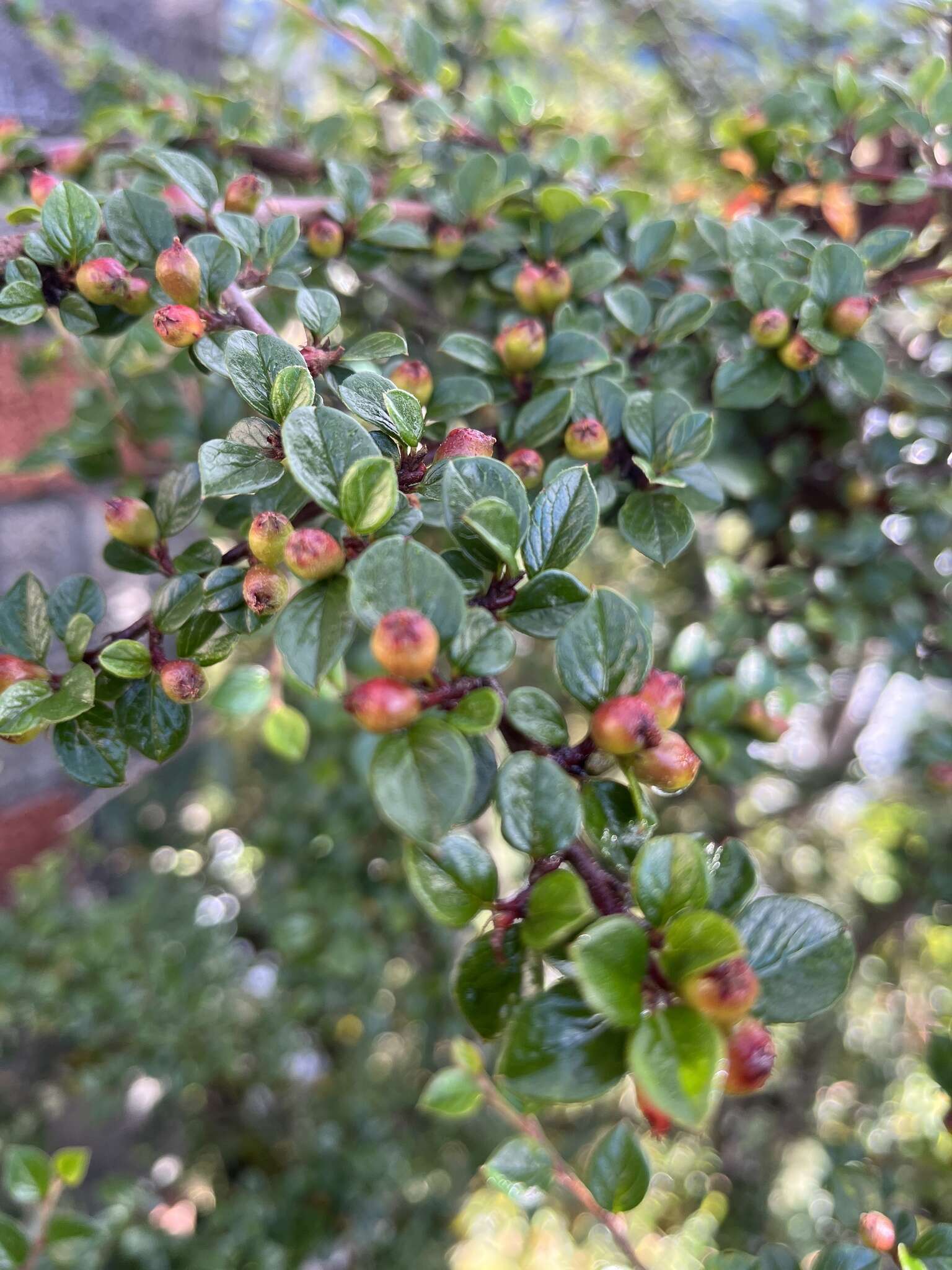 صورة Cotoneaster apiculatus Rehd. & E. H. Wilson