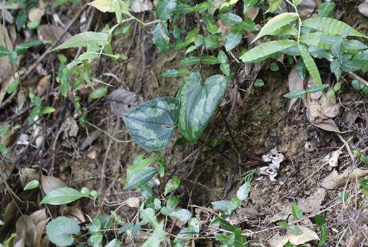 Image of <i>Asarum <i>nipponicum</i></i> var. nipponicum