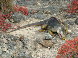 Image of Galapagos Land Iguana