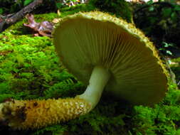 Image of Leucopholiota