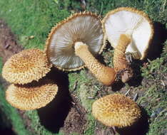 Image of Leucopholiota