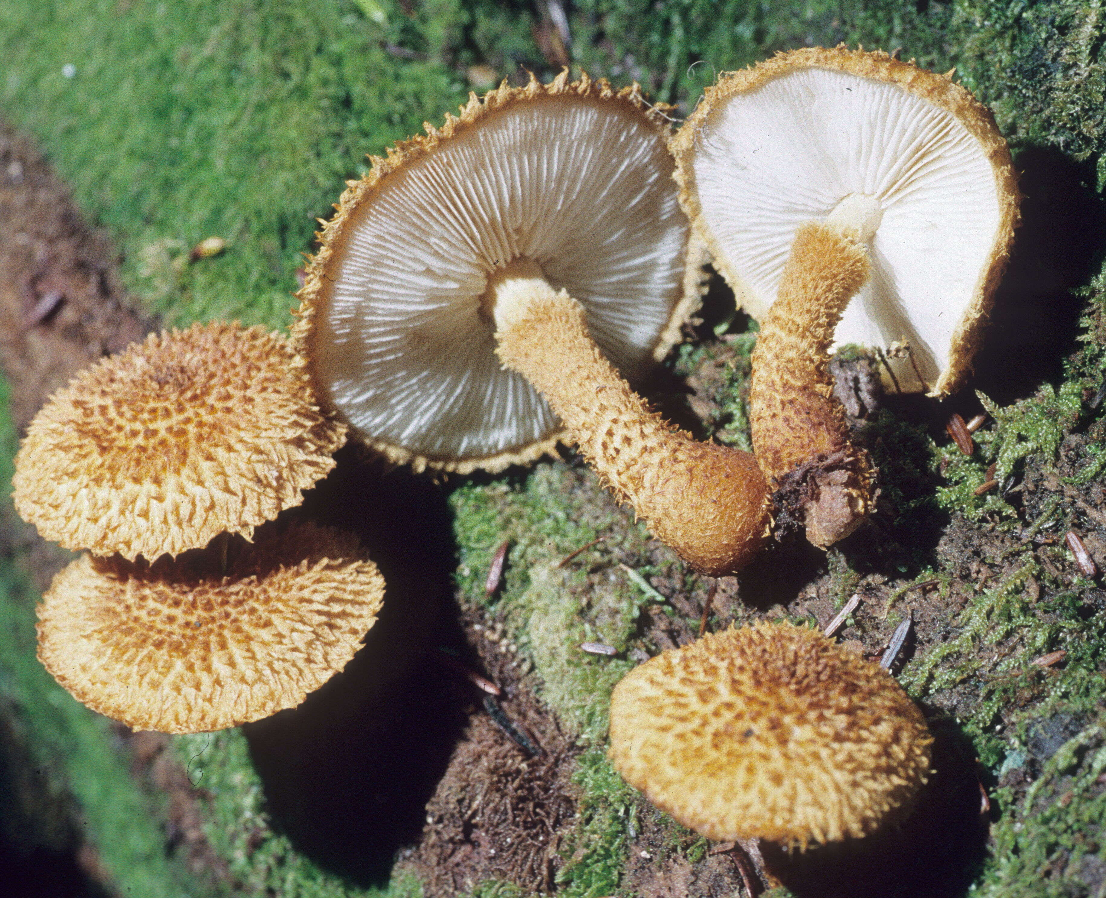 Image of Leucopholiota