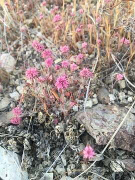 Image of Douglas' spineflower