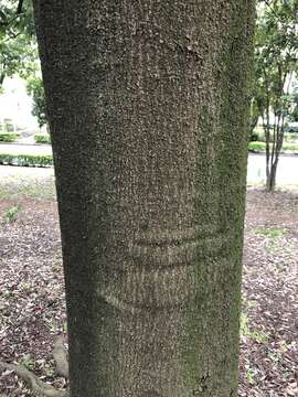 صورة Quercus myrsinifolia Blume