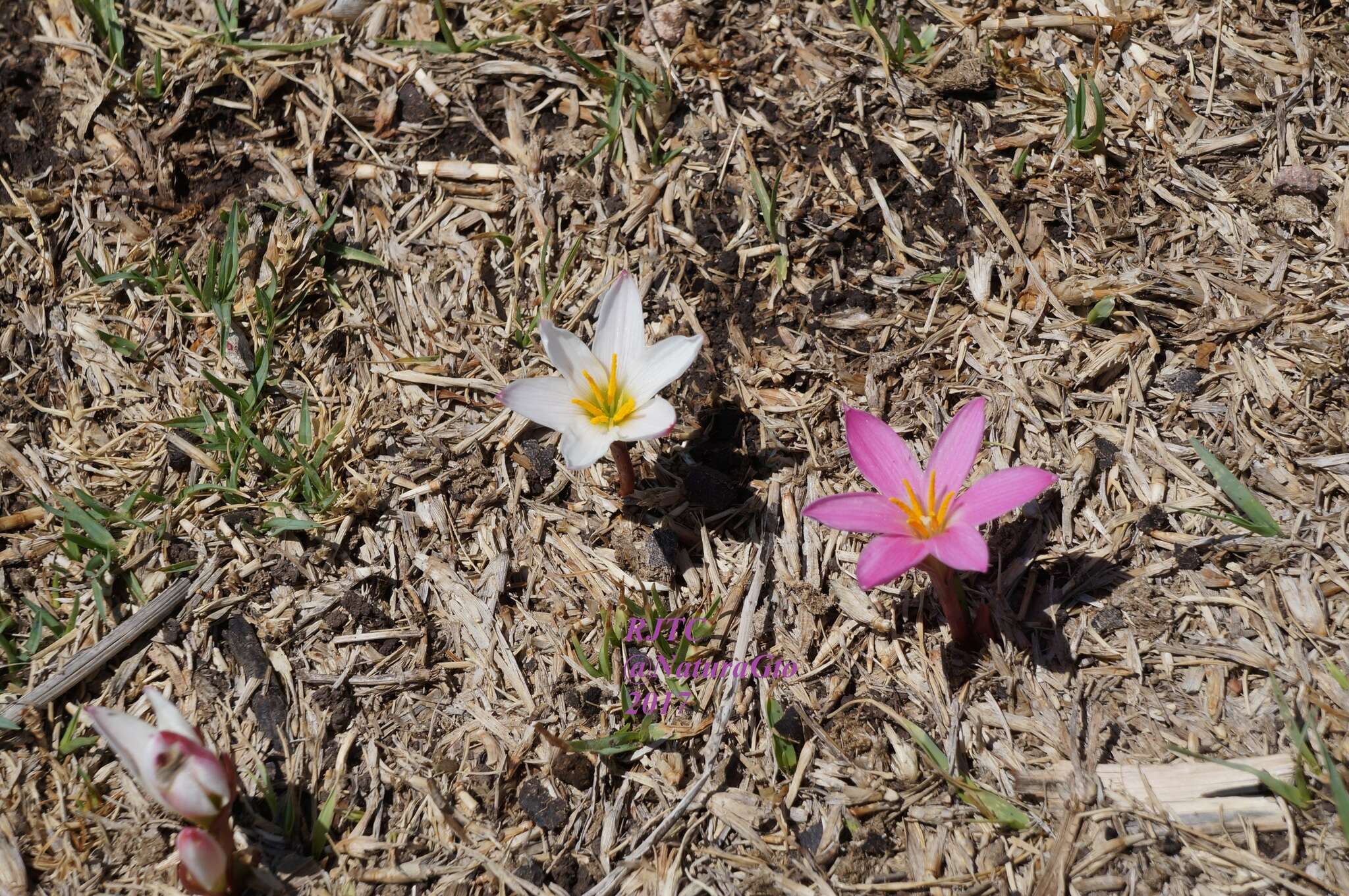 Image of Zephyranthes brevipes Standl.