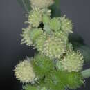 Imagem de Xanthium orientale subsp. italicum (Moretti) Greuter