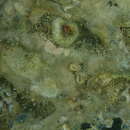 Image of Scarlet Coral