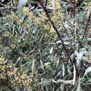 Image of Swamp Wattle