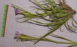 Image of Dianthus sylvestris subsp. aristidis (Batt.) Greuter & Burdet