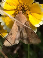 Image of Corn Earworm