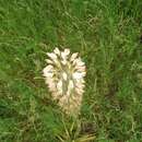 Image of Foxtail lily