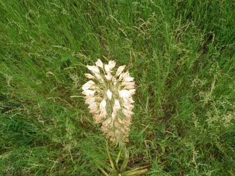 Слика од Eremurus robustus (Regel) Regel