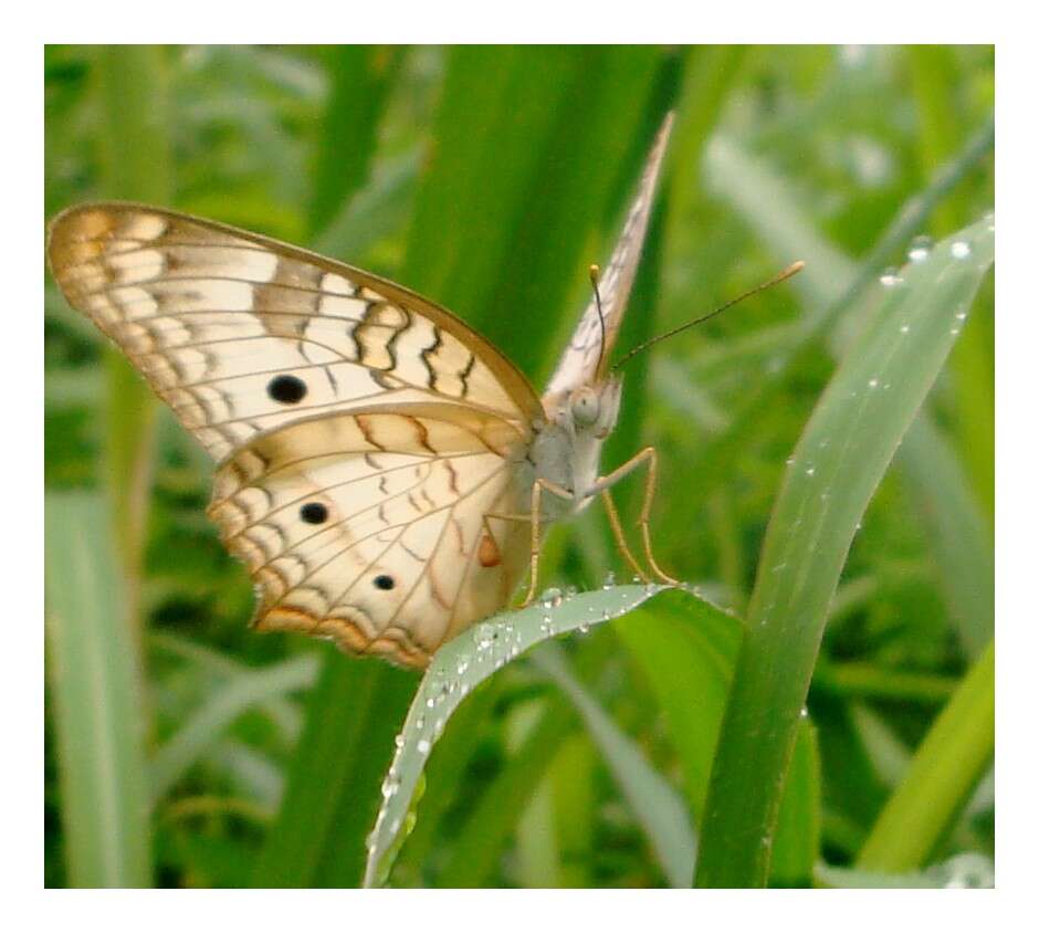 Image of White Peacock