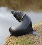 Image of Antipodean Fur Seal