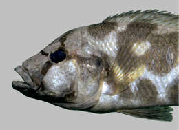 Image of Nimbochromis livingstonii (Günther 1894)