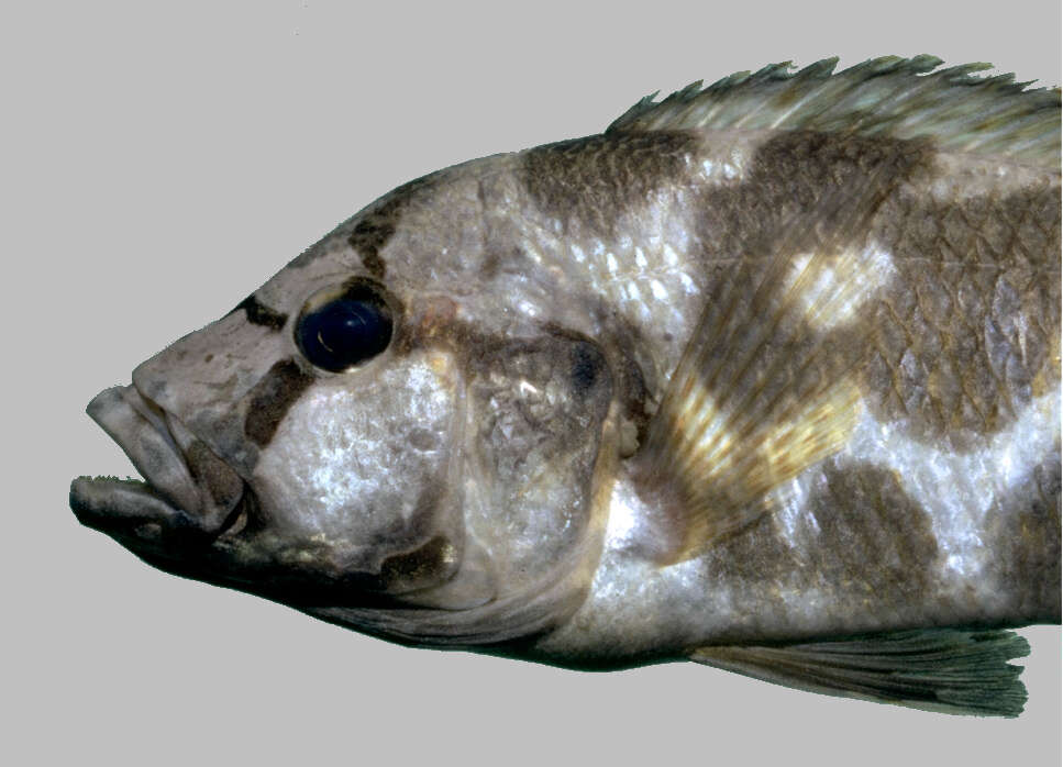 Image de Nimbochromis livingstonii (Günther 1894)