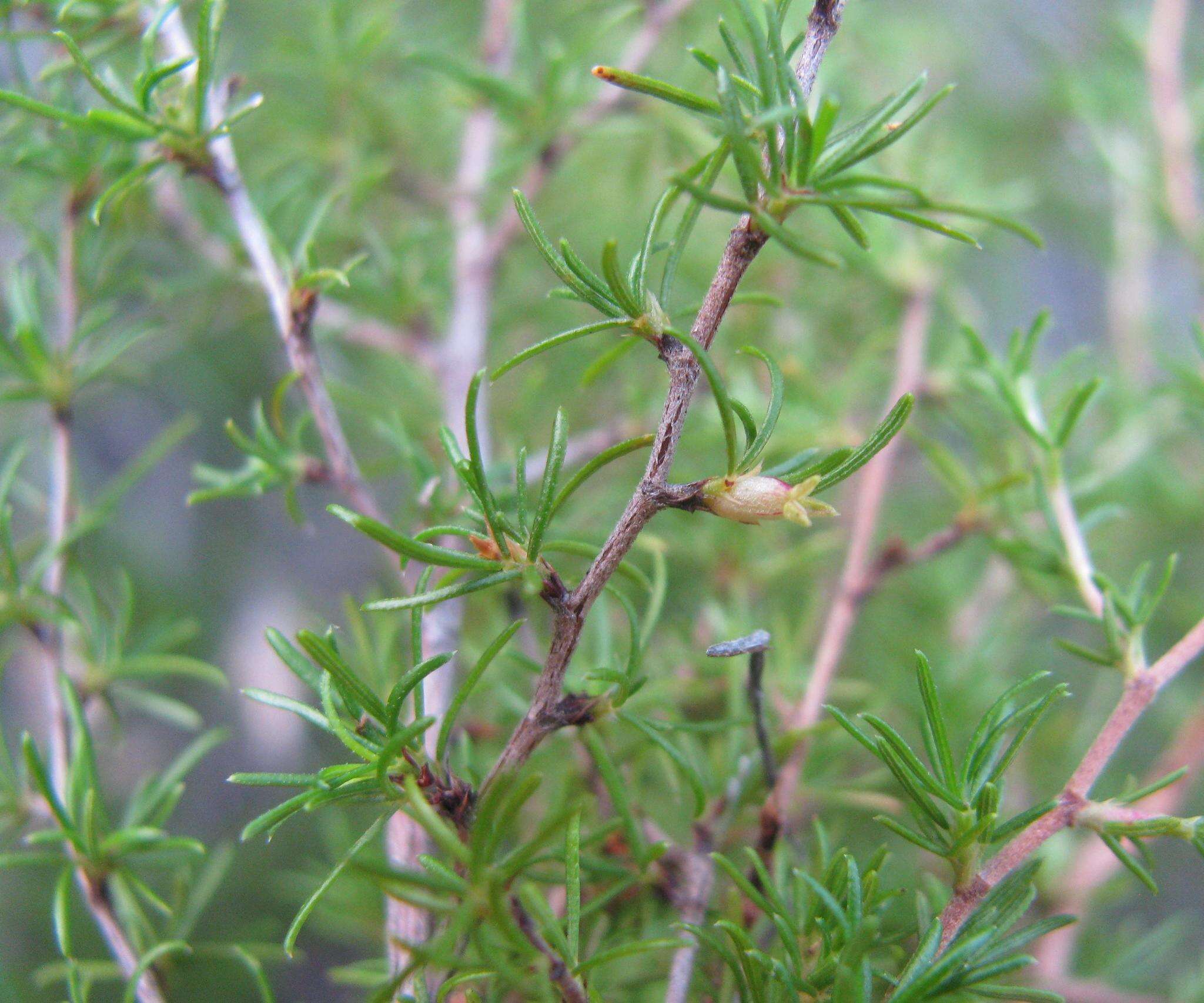 Image of Cliffortia ramosissima Schltr.
