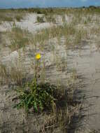 Plancia ëd Sonchus arvensis L.