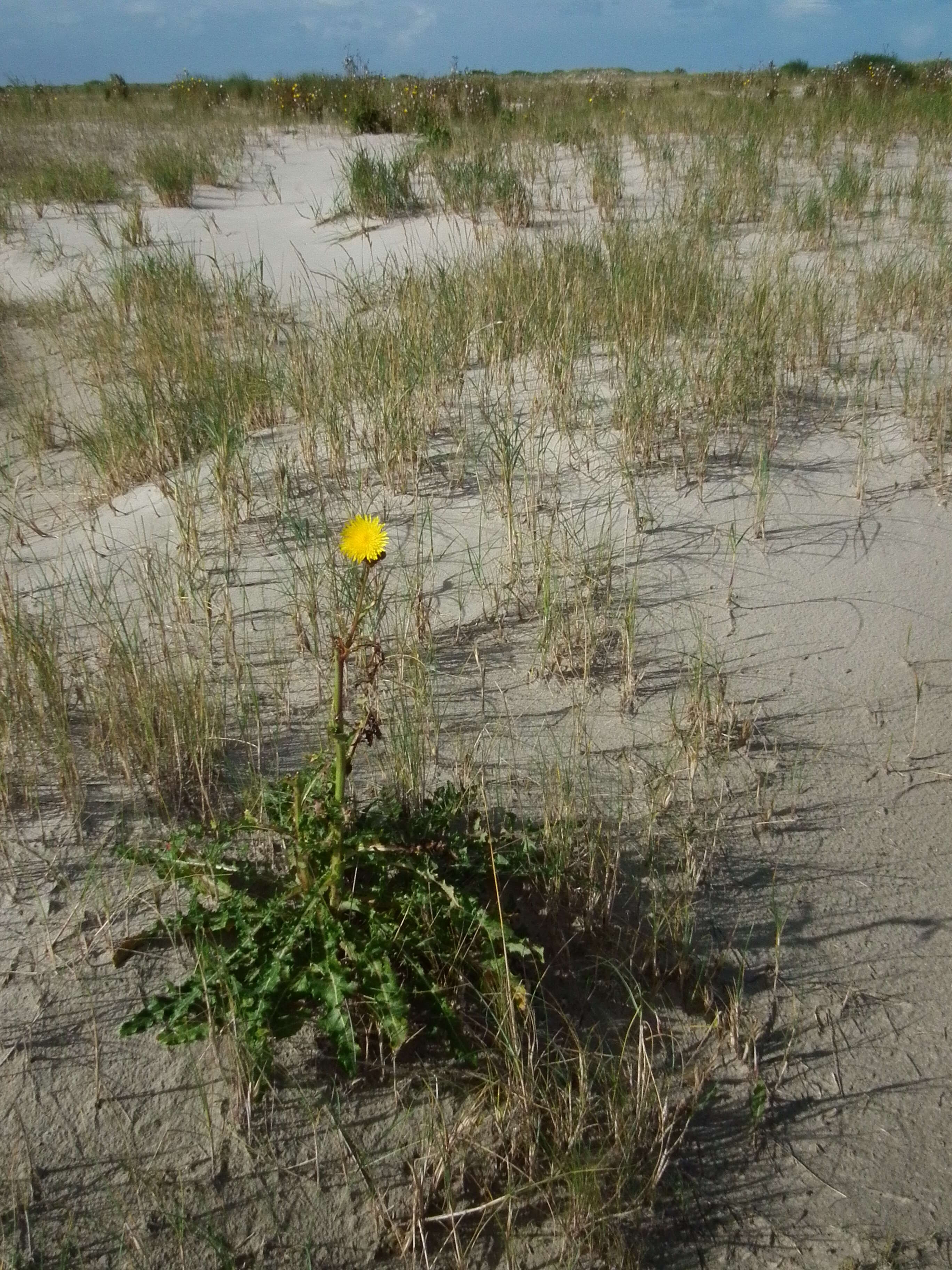 Plancia ëd Sonchus arvensis L.