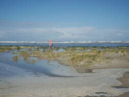 Image of European beachgrass