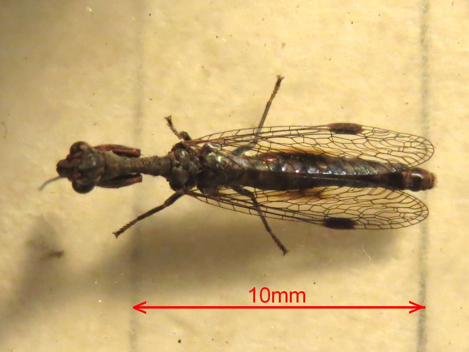 Image of Theristria stigma (Esben-Petersen 1929)