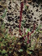 Image of glasswort