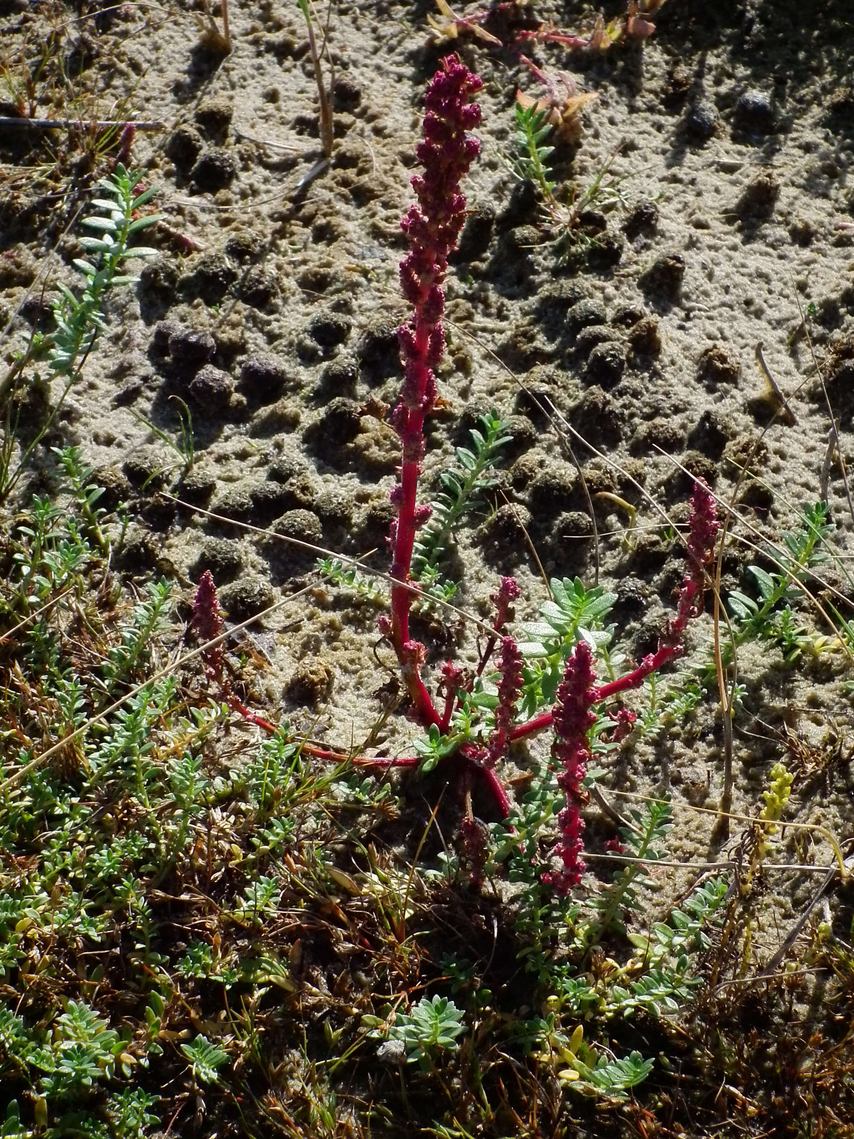 Image of glasswort