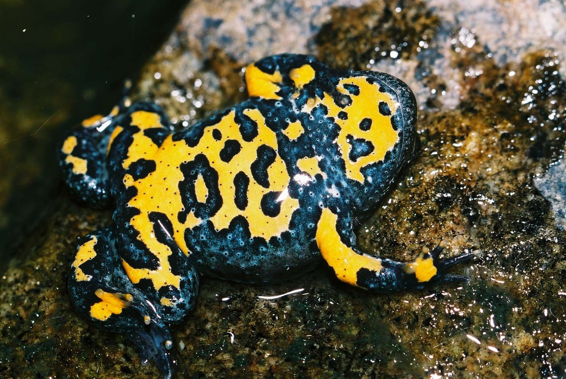 Image de Bombina variegata variegata