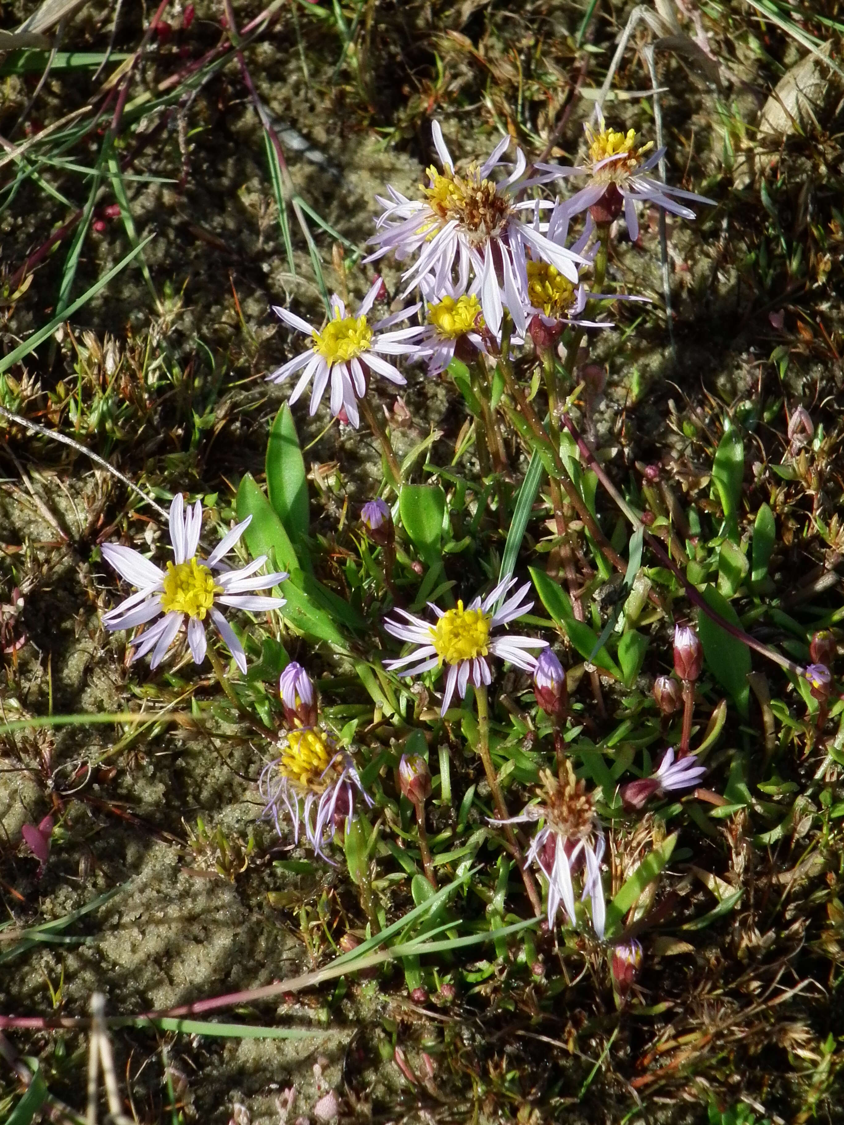 Image of sea aster