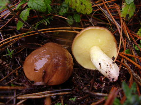 Image of Suillus collinitus (Fr.) Kuntze 1898