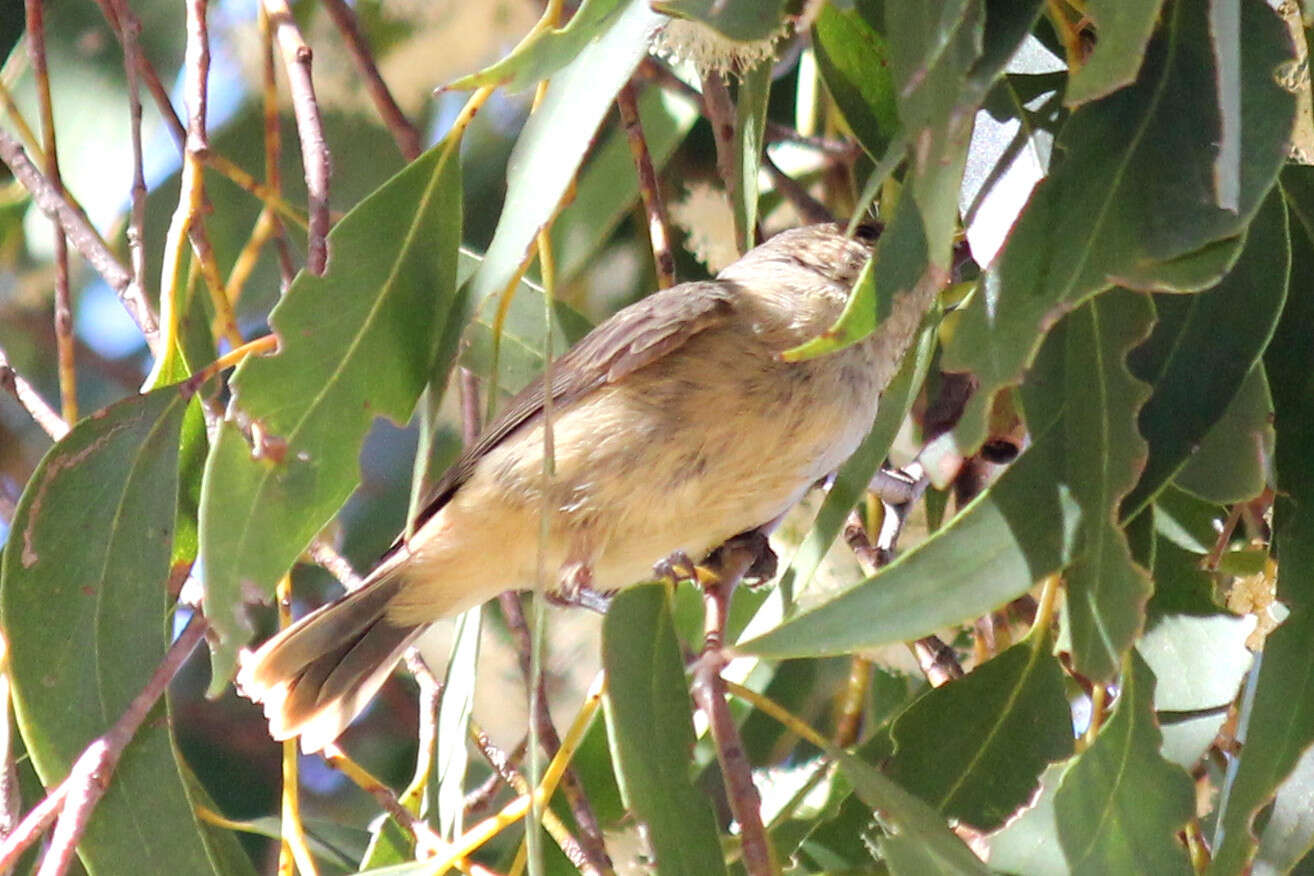 Image of Buff-rumped Thornbill