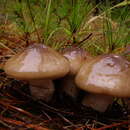 Plancia ëd Hygrophorus latitabundus Britzelm. 1899