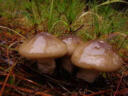 Слика од Hygrophorus latitabundus Britzelm. 1899