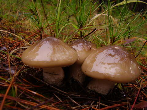 Sivun Hygrophorus latitabundus Britzelm. 1899 kuva