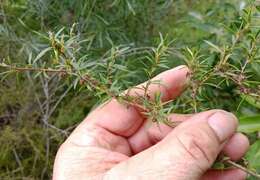 Sivun Leptospermum microcarpum Cheel kuva