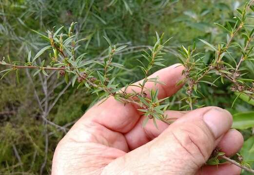 Image de Leptospermum microcarpum Cheel