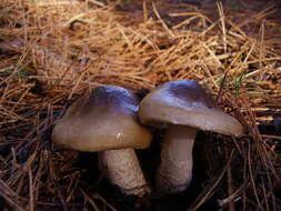 Слика од Hygrophorus latitabundus Britzelm. 1899