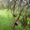 Image of Eucalyptus leucoxylon subsp. leucoxylon