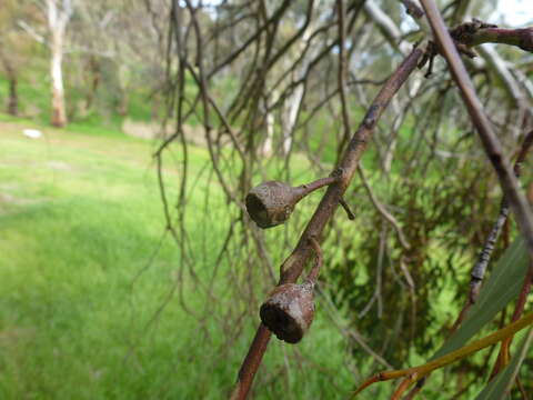 Image de Eucalyptus leucoxylon subsp. leucoxylon