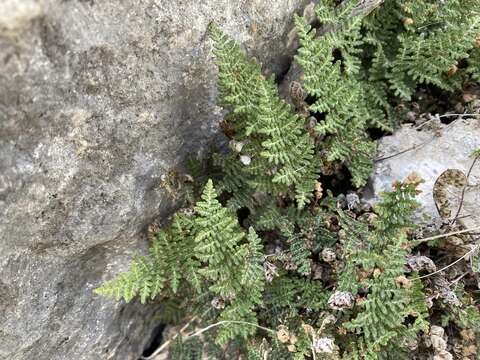 Image of slender lipfern