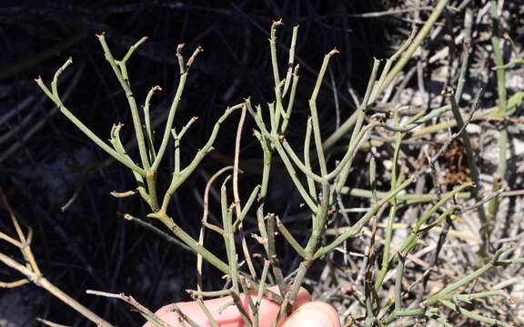 Слика од Euphorbia tenax Burch.