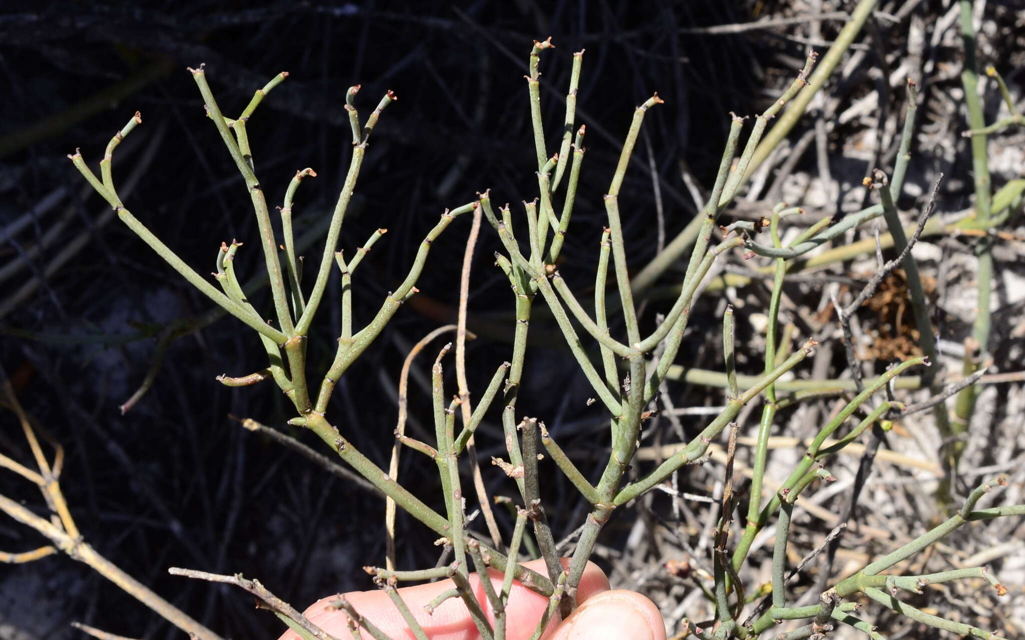 Plancia ëd Euphorbia tenax Burch.