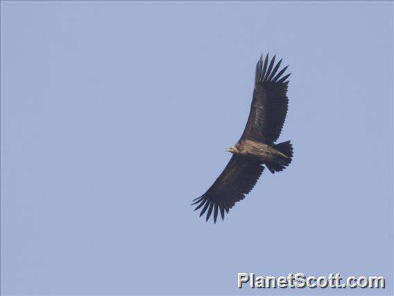 Image of Himalayan Griffon