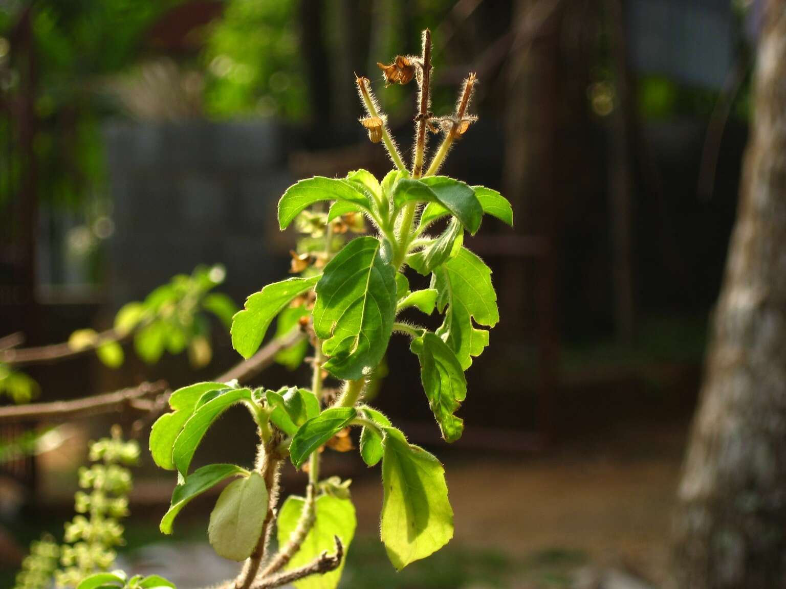 Image of holy basil